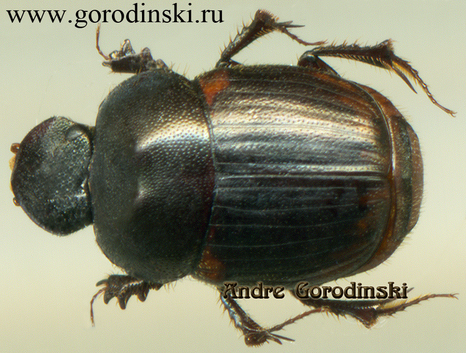 http://www.gorodinski.ru/copr/Onthophagus viduus.jpg